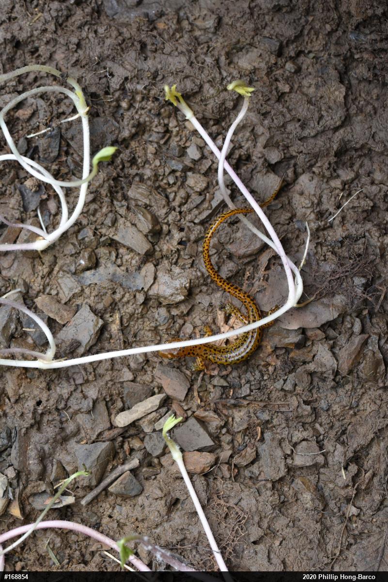Eastern Long-tailed Salamander