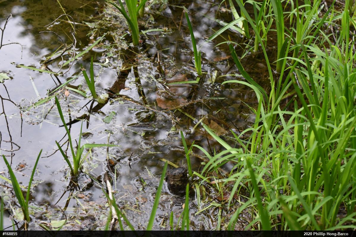 Green Frog