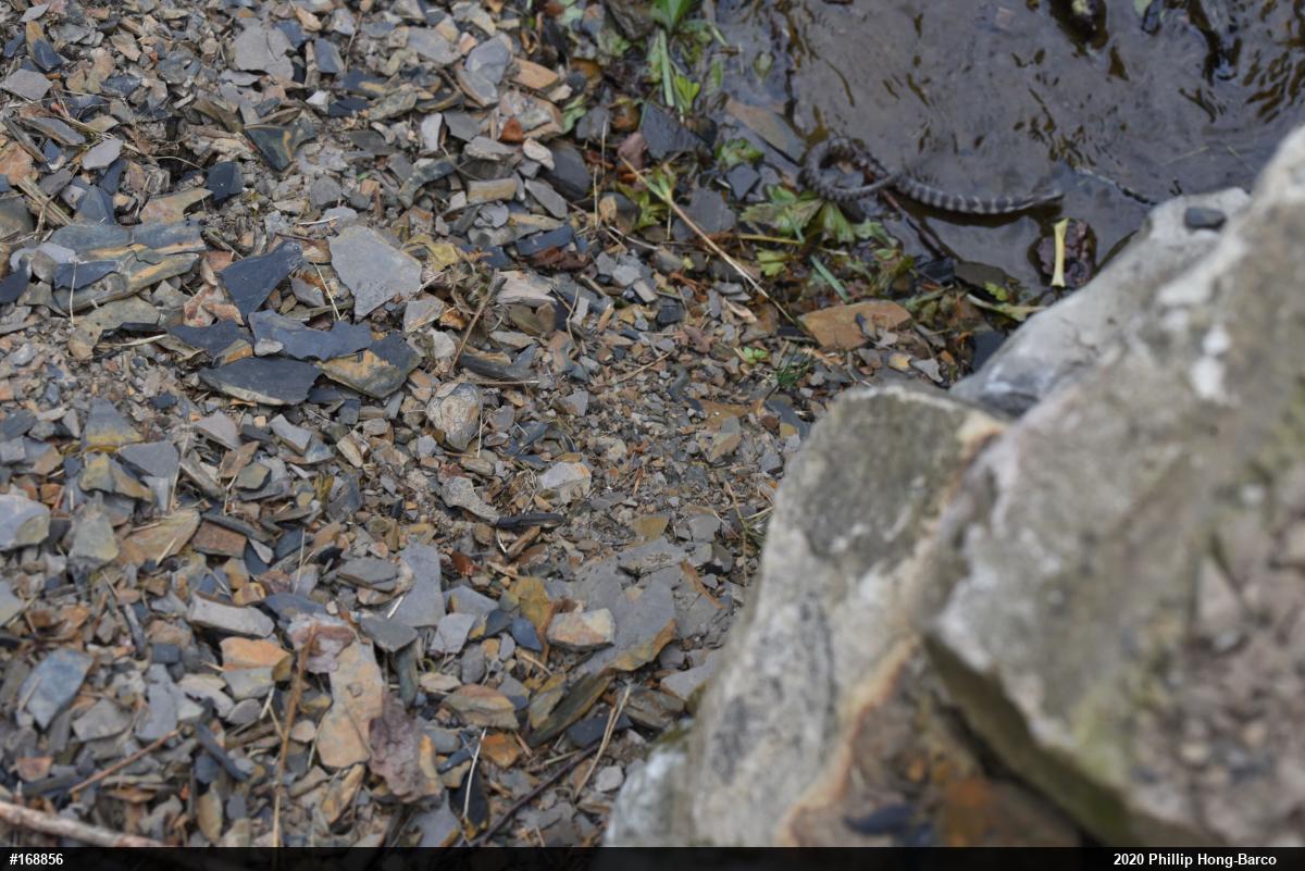 Northern Watersnake