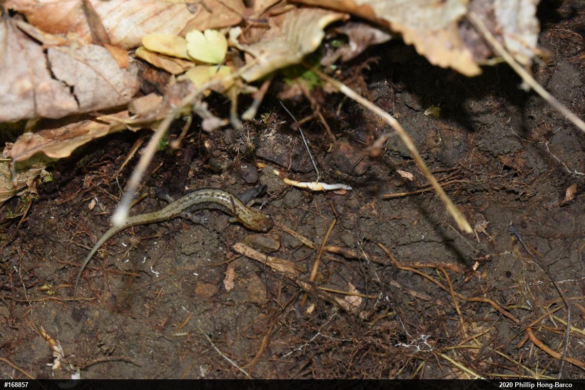Allegheny Mountain Dusky Salamander