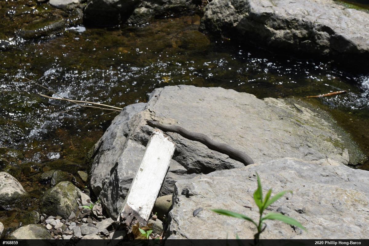 Northern Watersnake