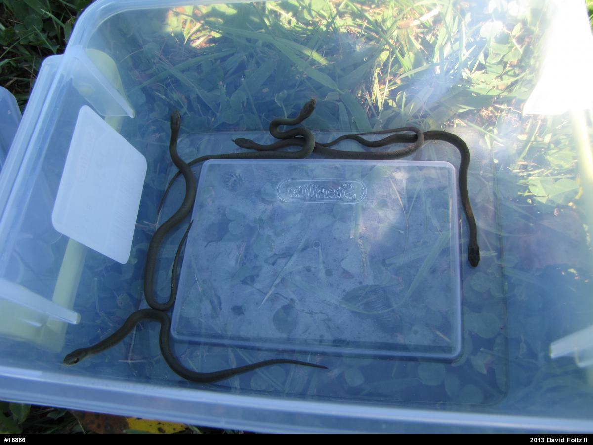 Smooth Greensnake