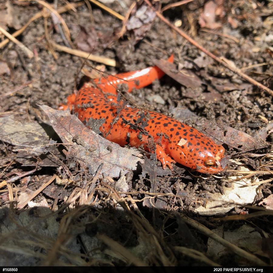 Northern Red Salamander
