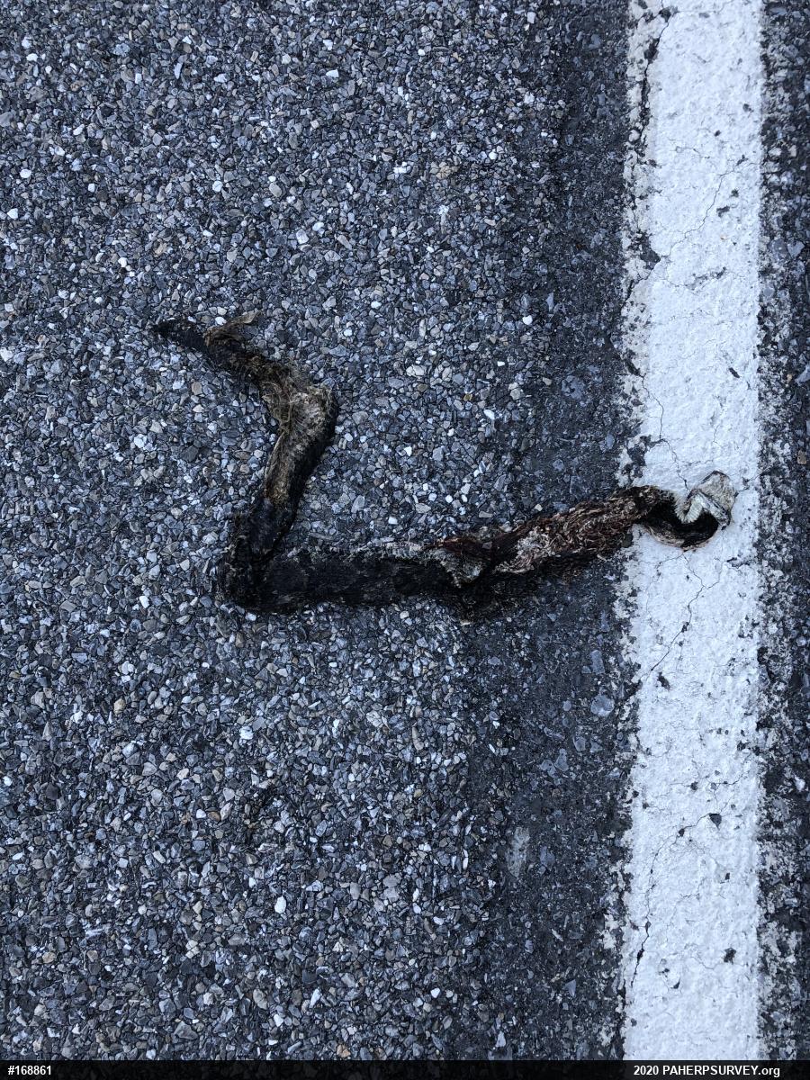 Timber Rattlesnake