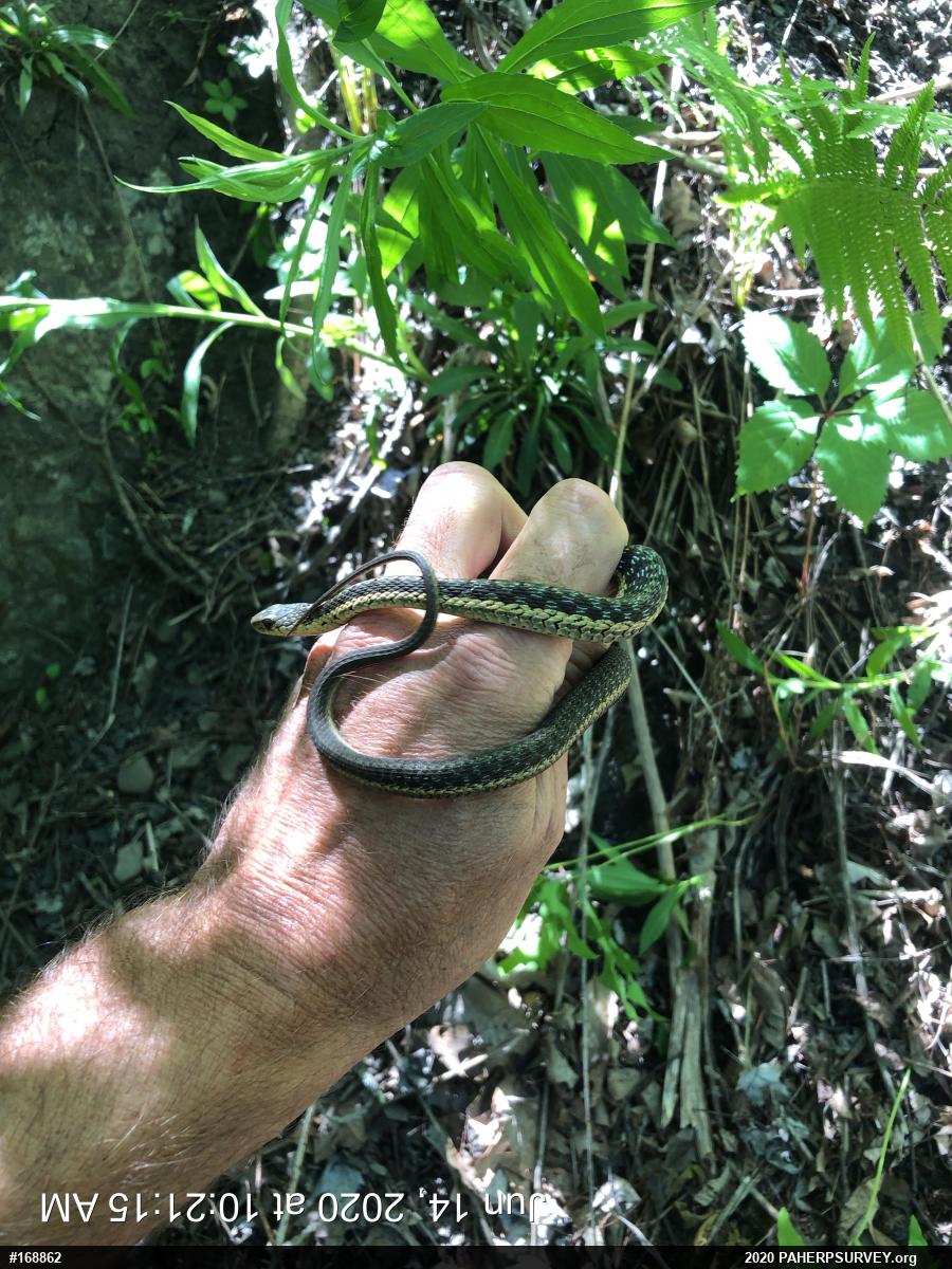 Eastern Gartersnake