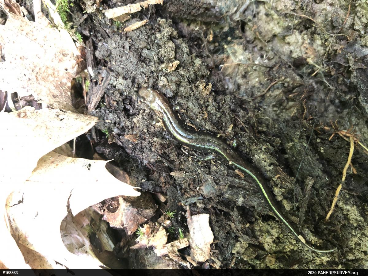 Allegheny Mountain Dusky Salamander