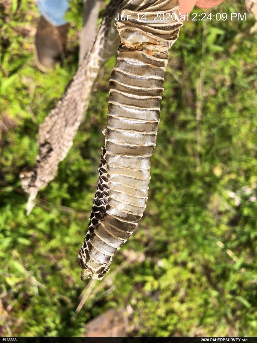Timber Rattlesnake