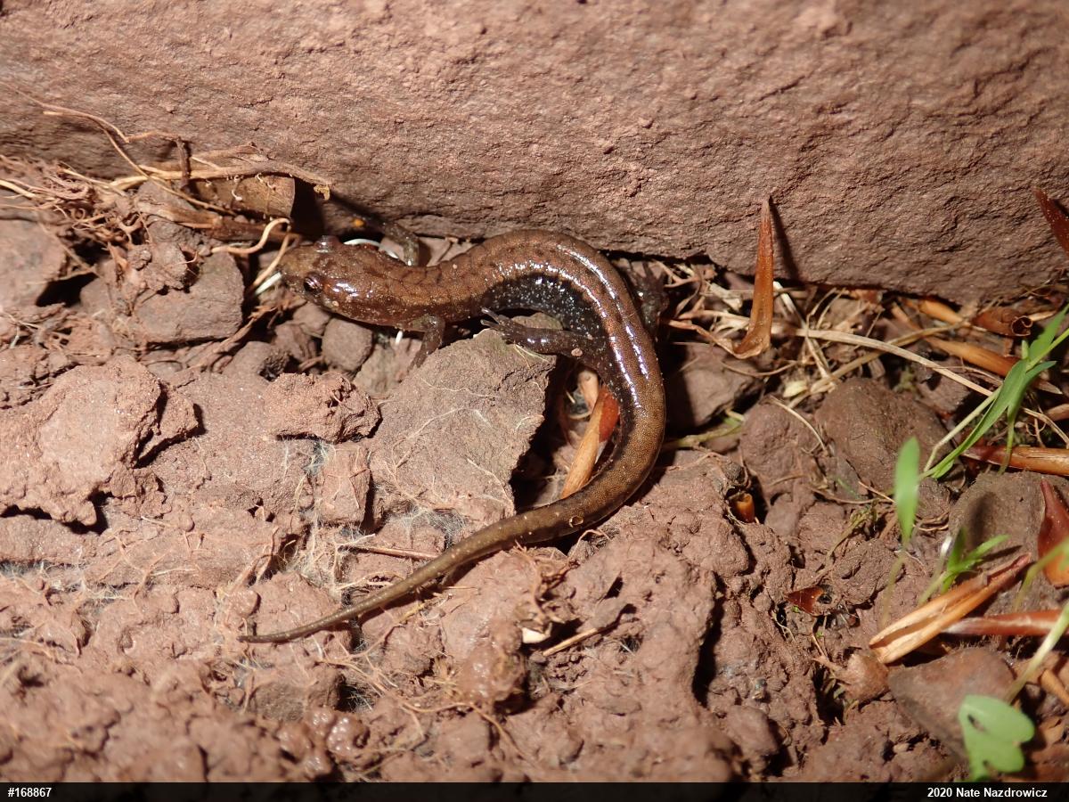 Allegheny Mountain Dusky Salamander