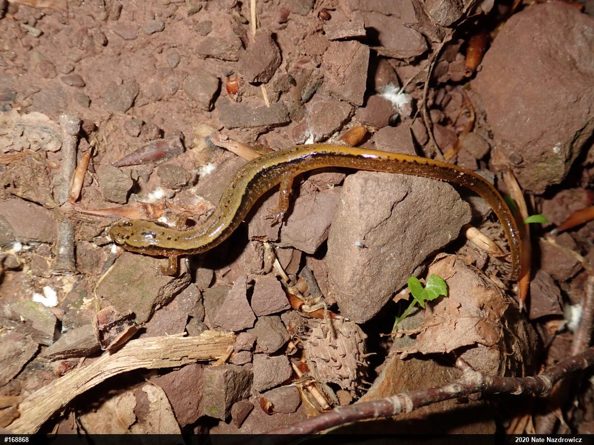 Northern Two-lined Salamander