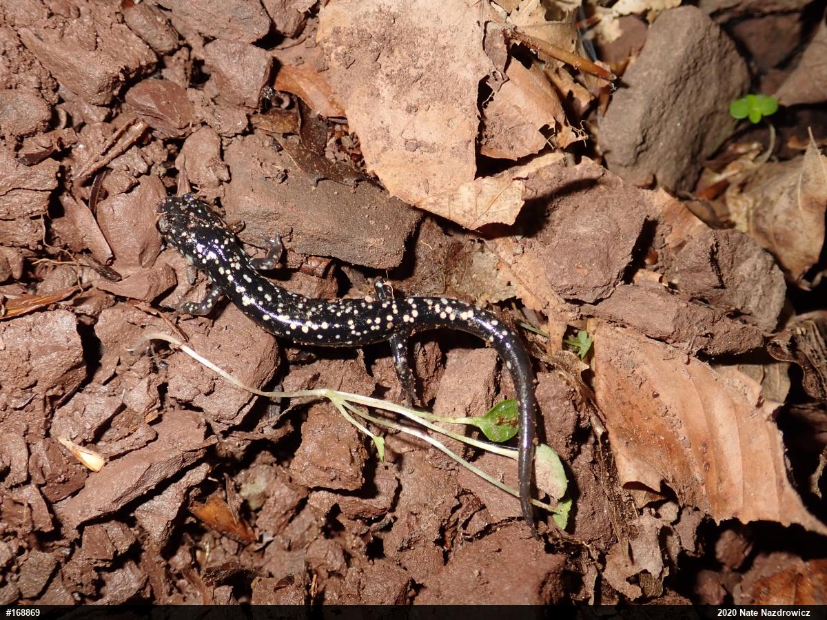 Northern Slimy Salamander