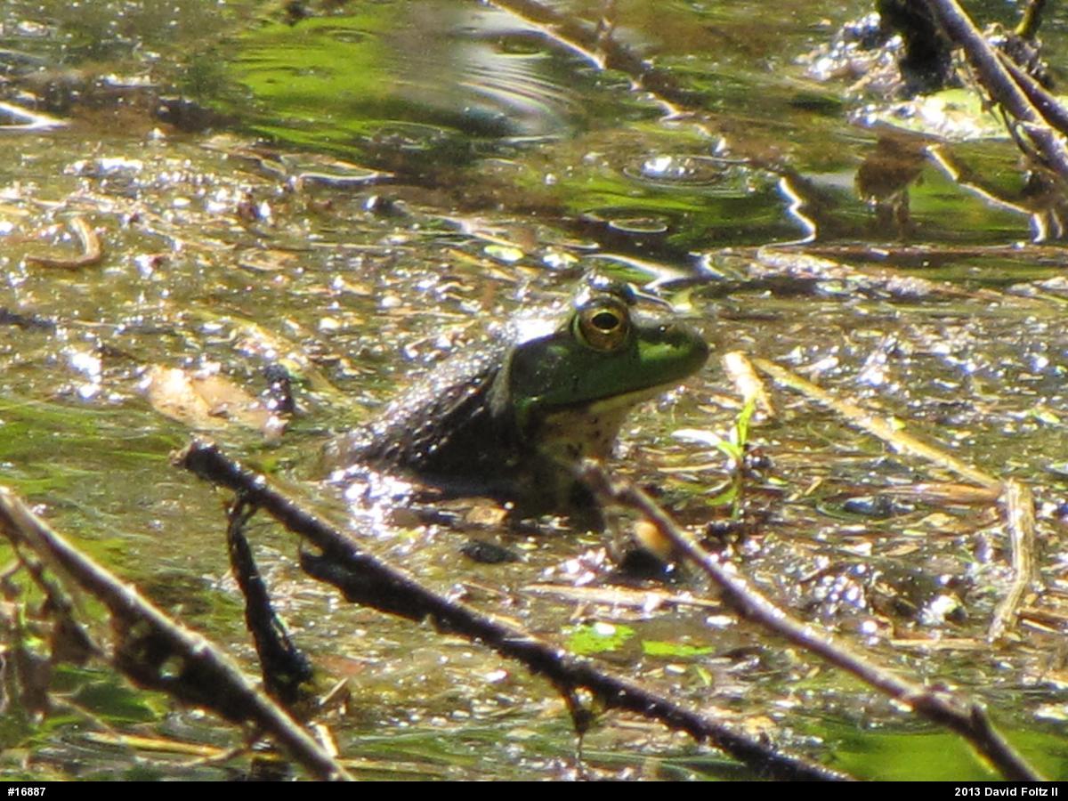 American Bullfrog