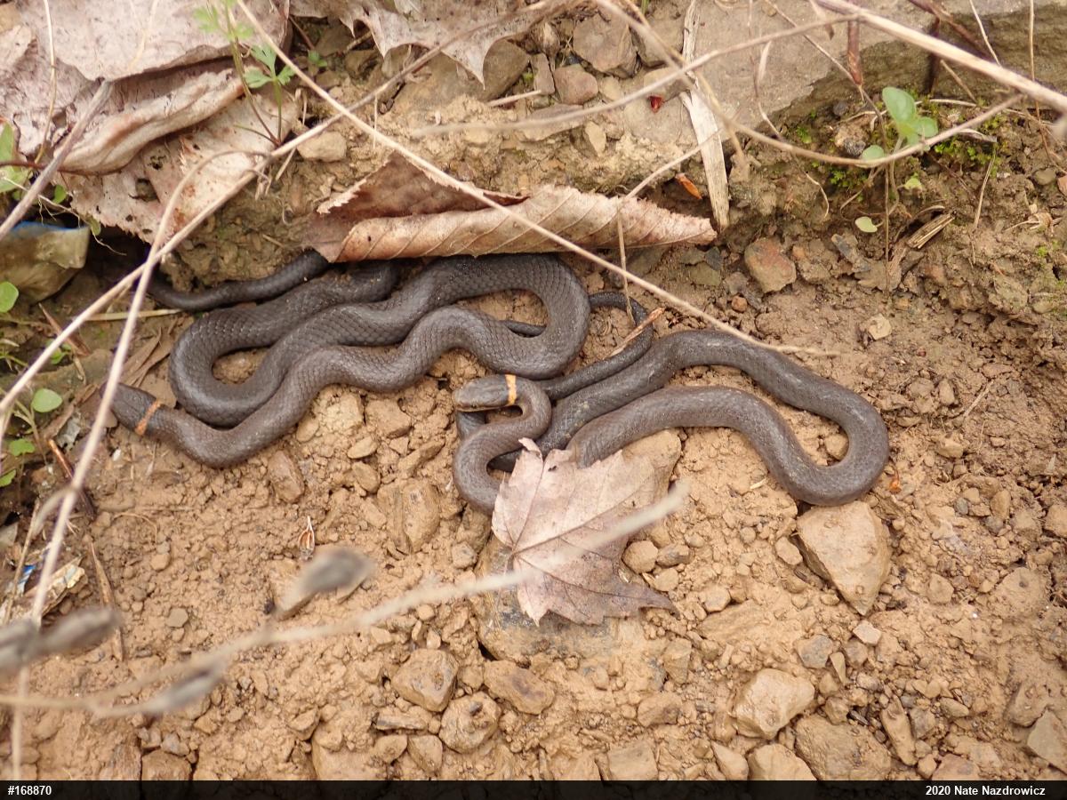 Northern Ring-necked Snake