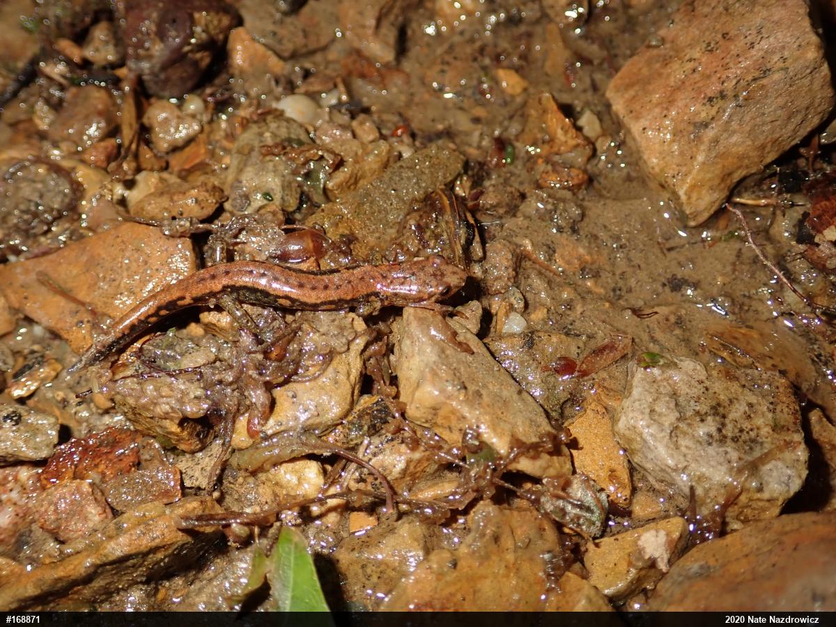 Allegheny Mountain Dusky Salamander