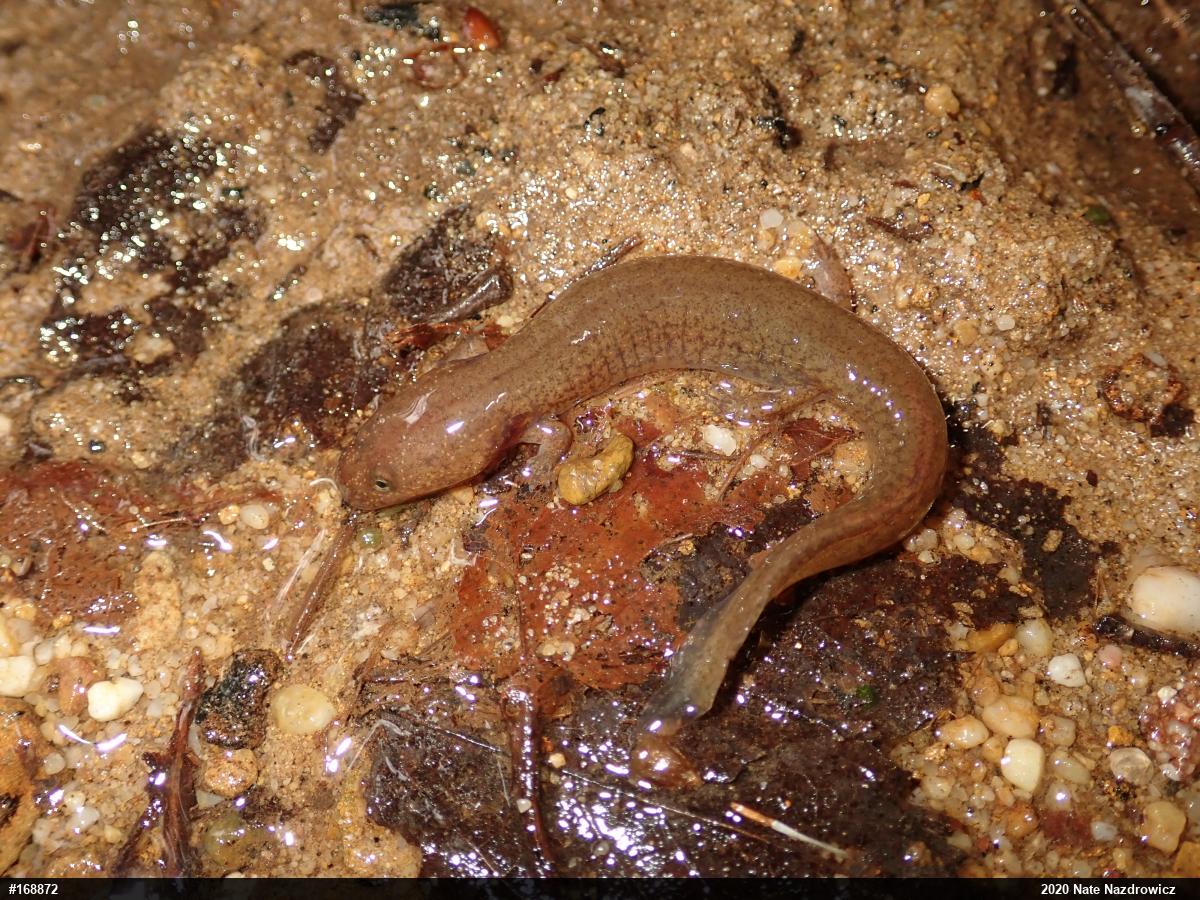 Northern Spring Salamander
