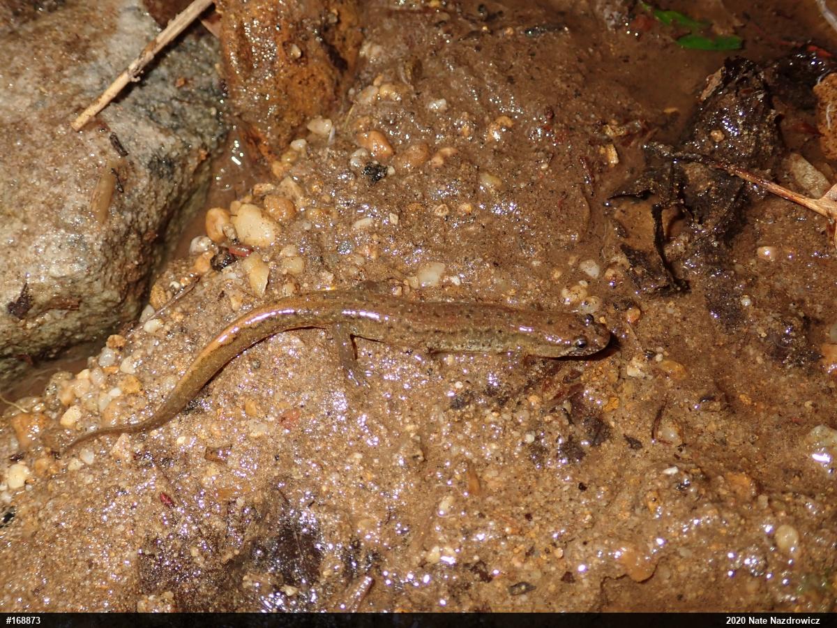 Northern Dusky Salamander