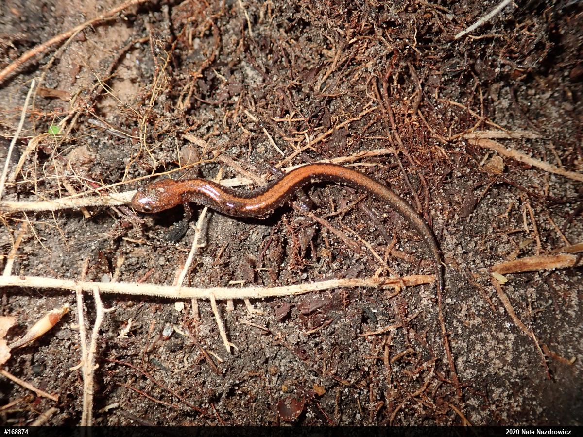 Eastern Red-backed  Salamander