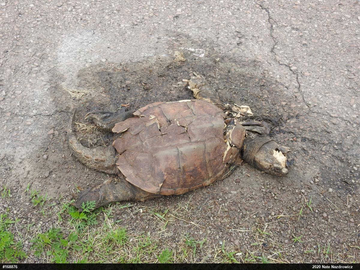 Snapping Turtle