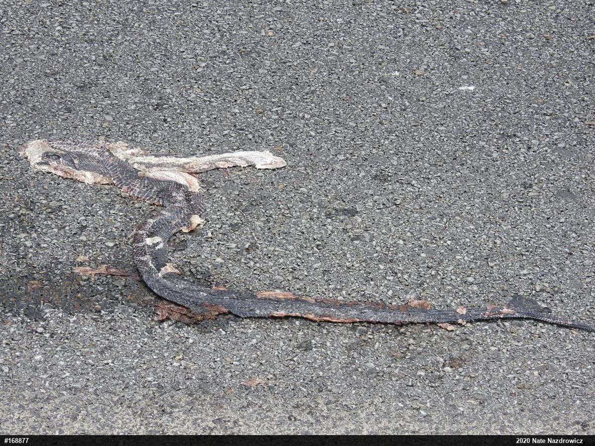 Eastern Ratsnake