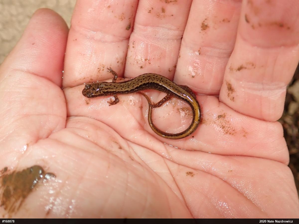 Northern Two-lined Salamander