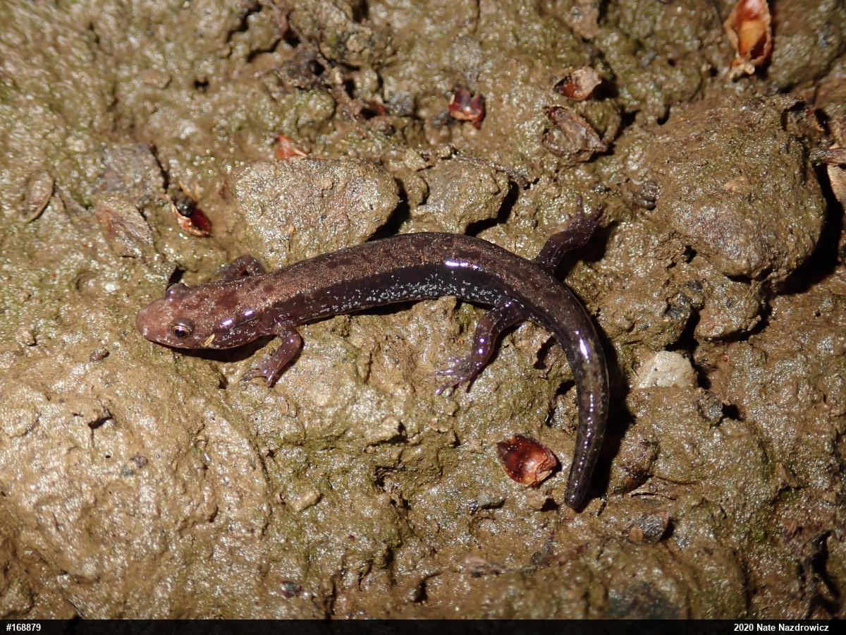 Allegheny Mountain Dusky Salamander