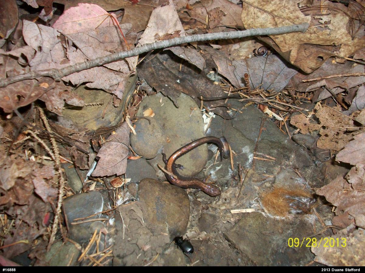 Eastern Red-backed  Salamander