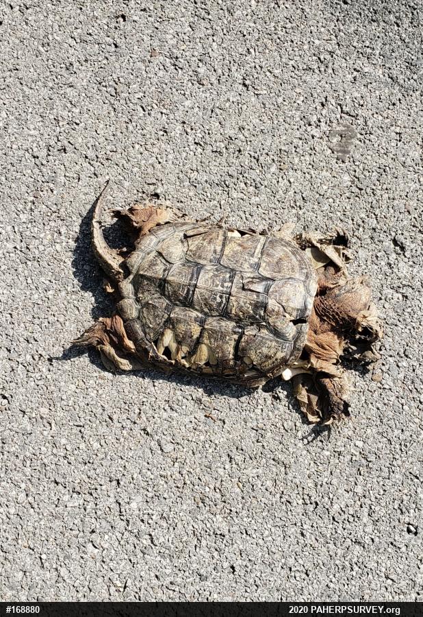 Snapping Turtle