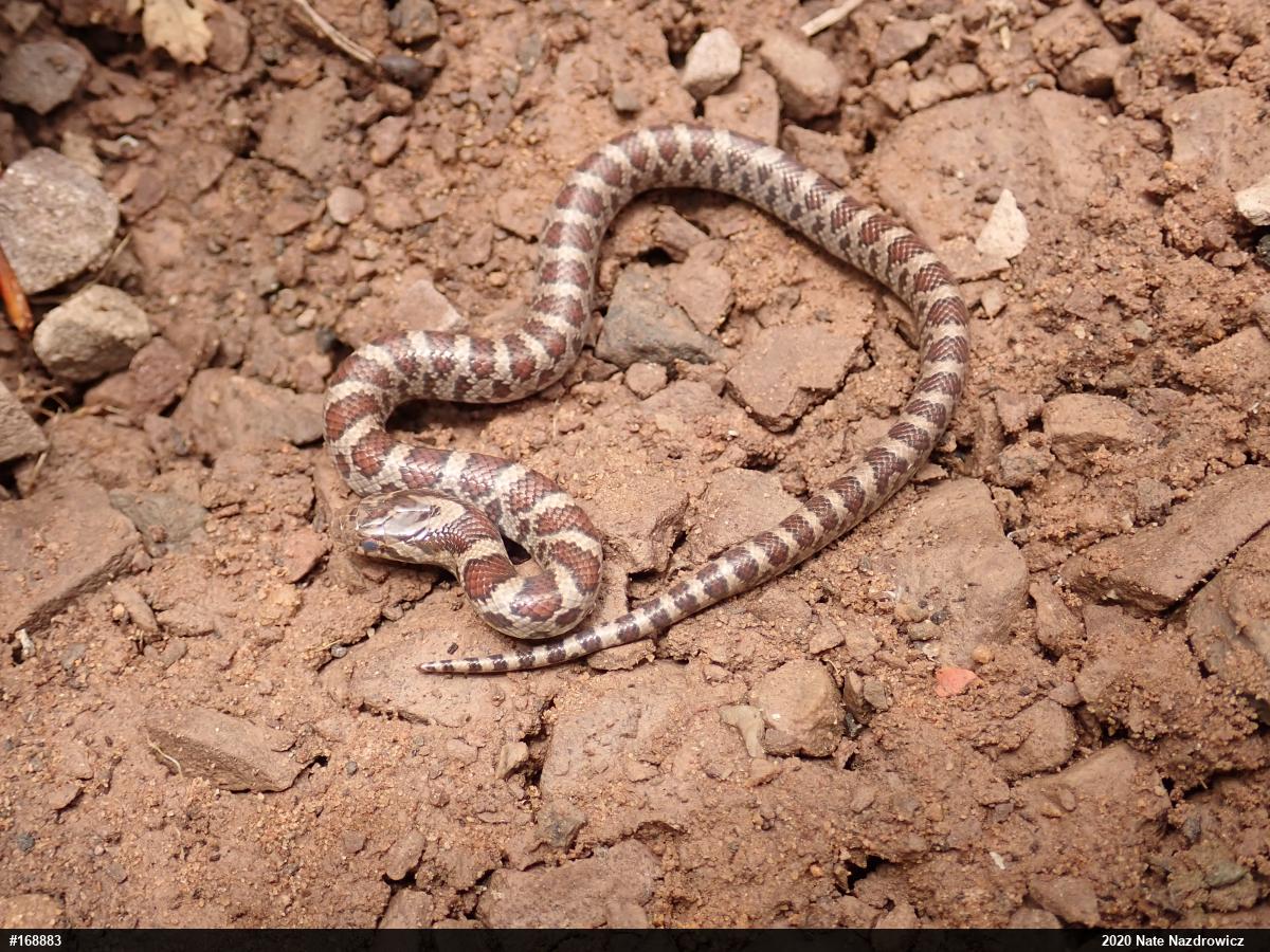 Eastern Milksnake