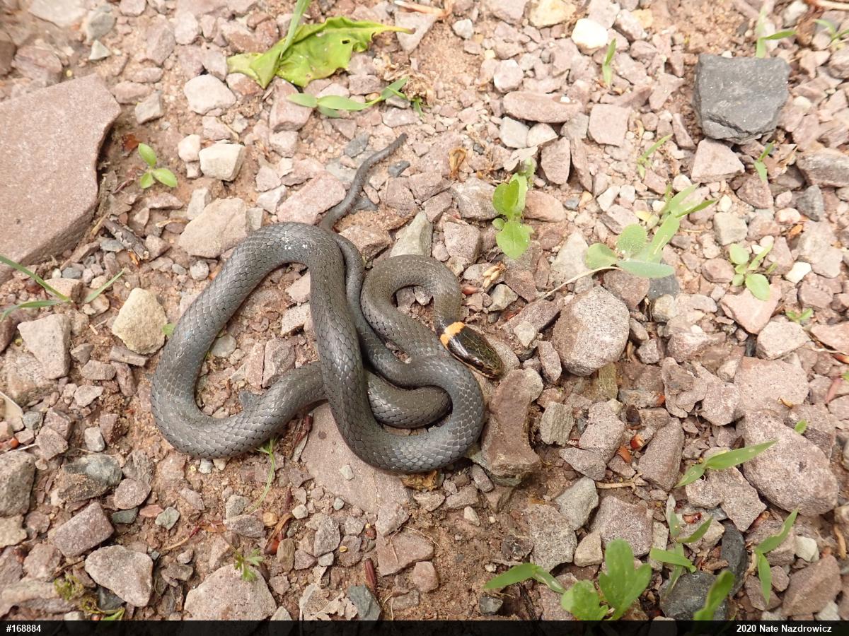 Northern Ring-necked Snake