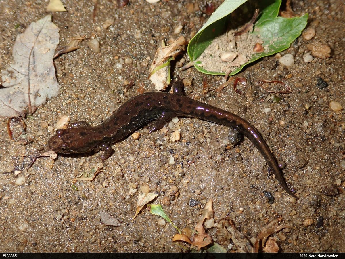 Northern Dusky Salamander