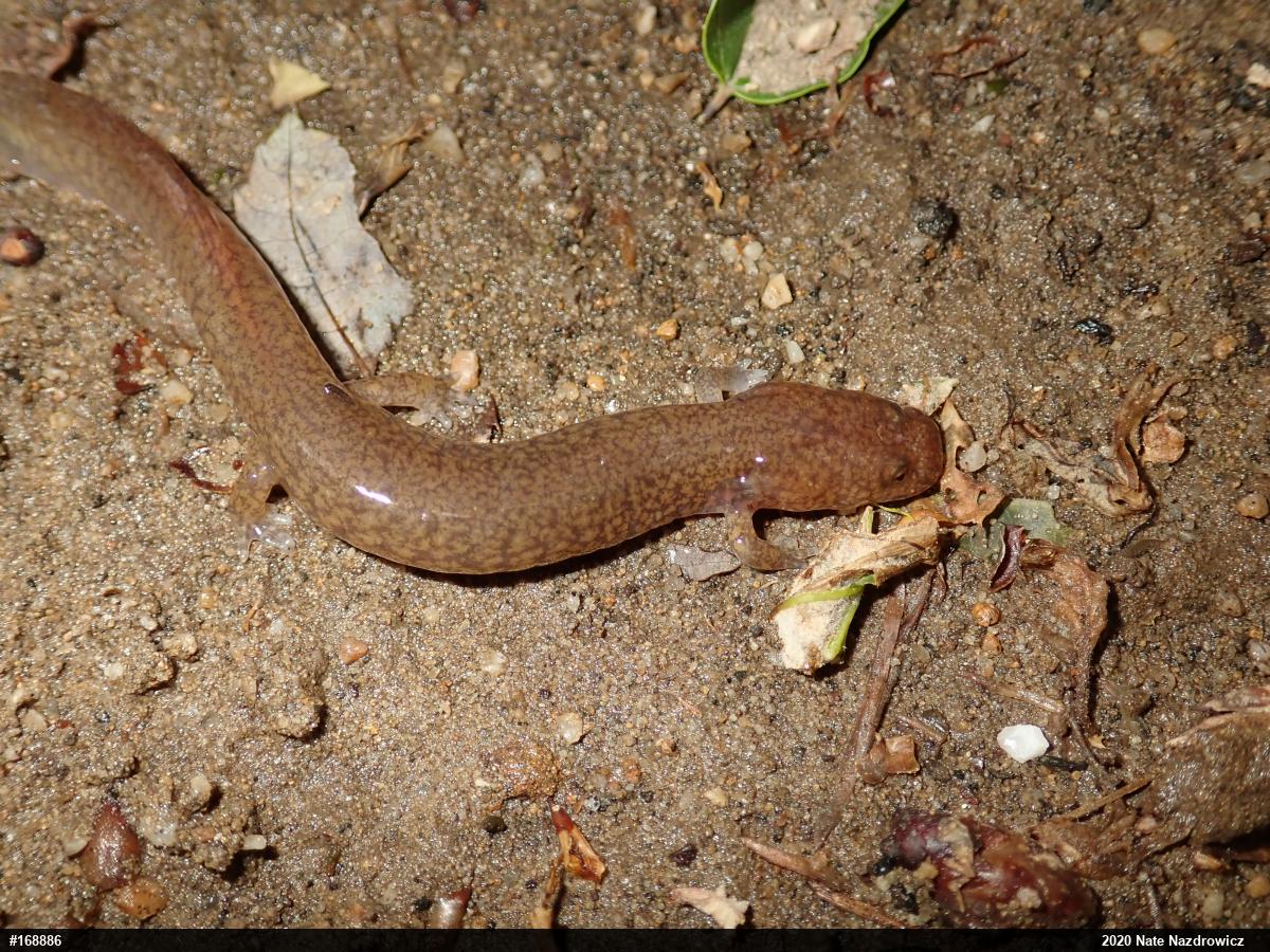 Northern Spring Salamander