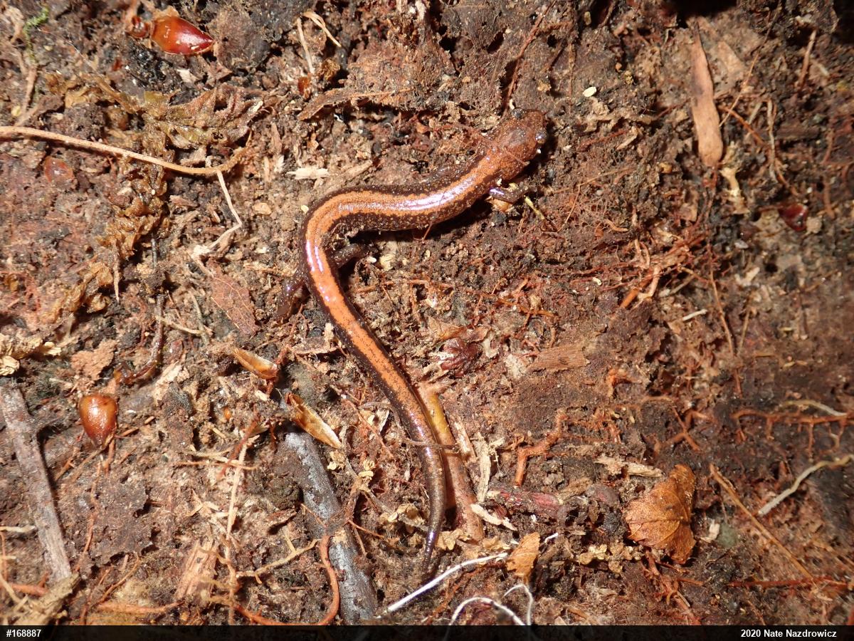 Eastern Red-backed  Salamander