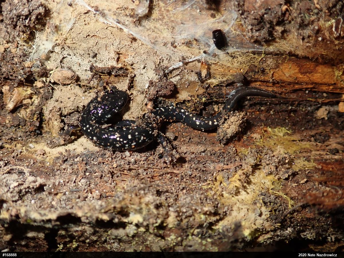 Northern Slimy Salamander
