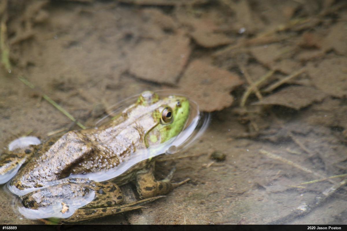 American Bullfrog