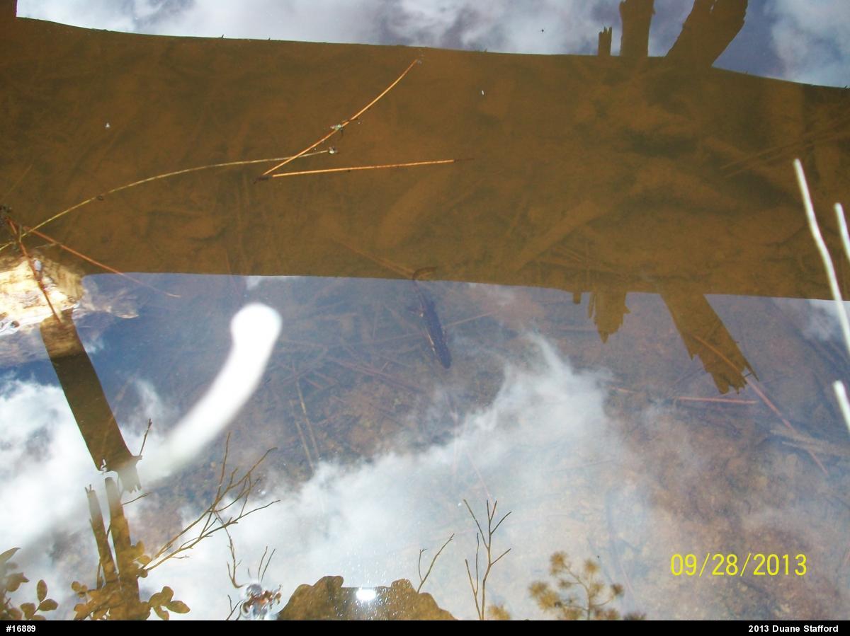 Red-spotted Newt