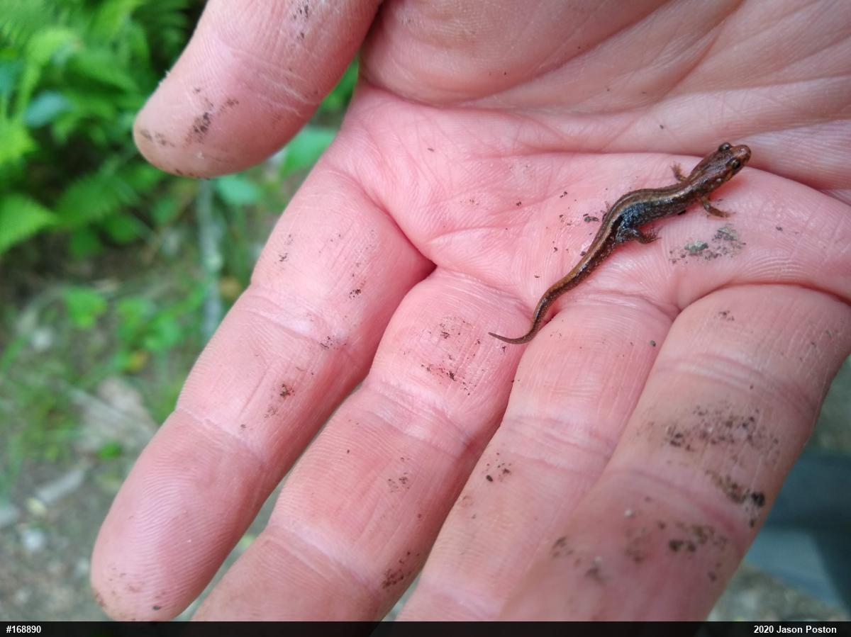 Allegheny Mountain Dusky Salamander