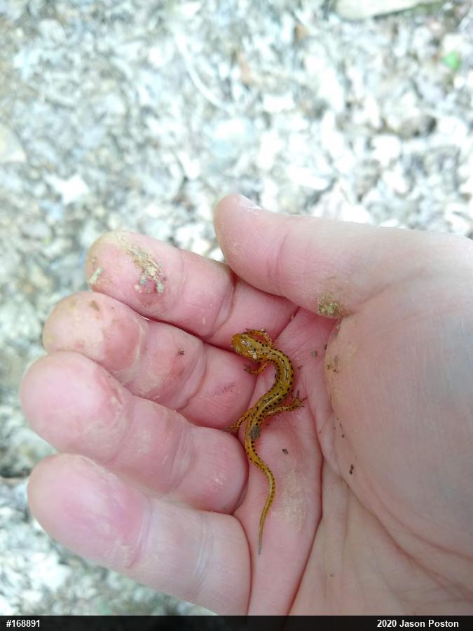 Eastern Long-tailed Salamander