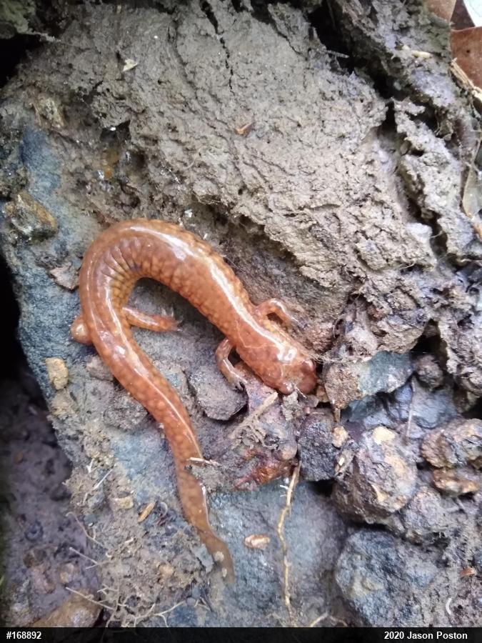 Northern Spring Salamander