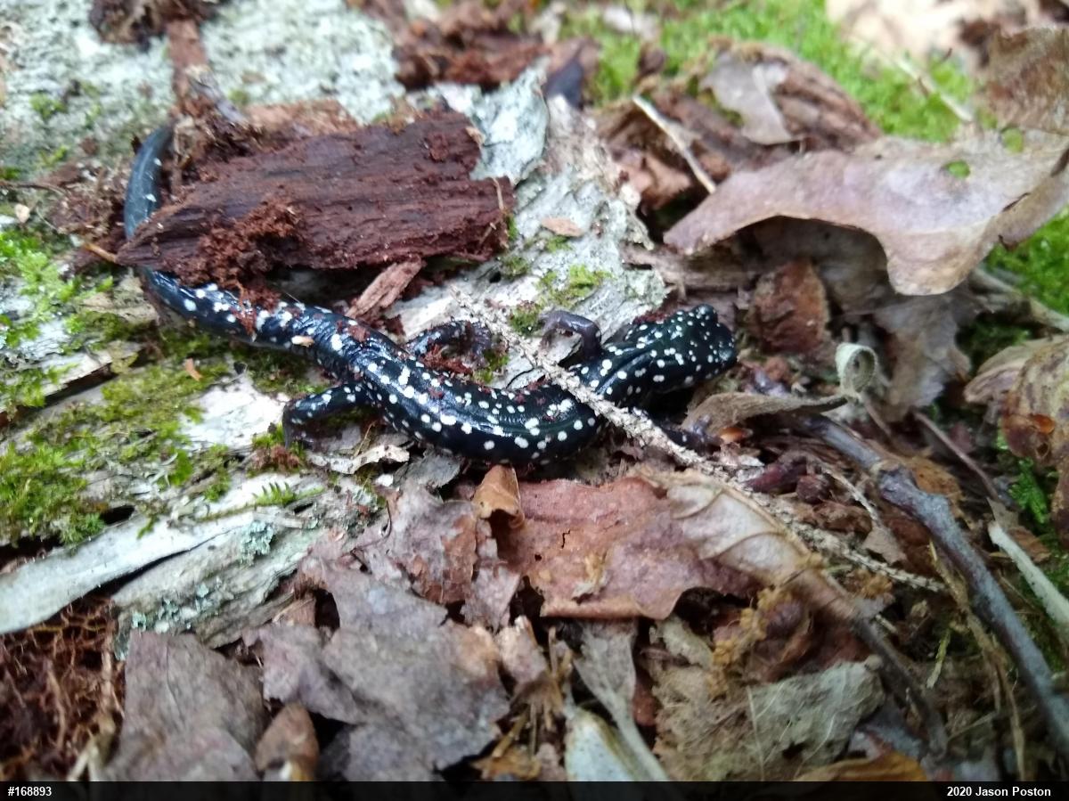 Northern Slimy Salamander