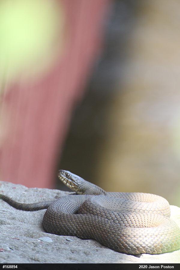 Northern Watersnake