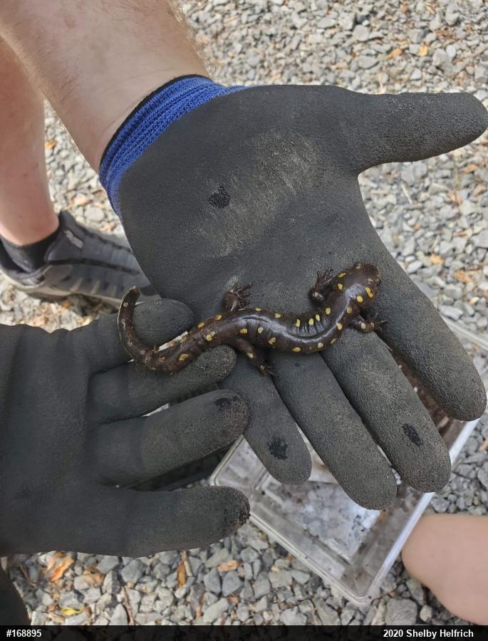 Spotted Salamander
