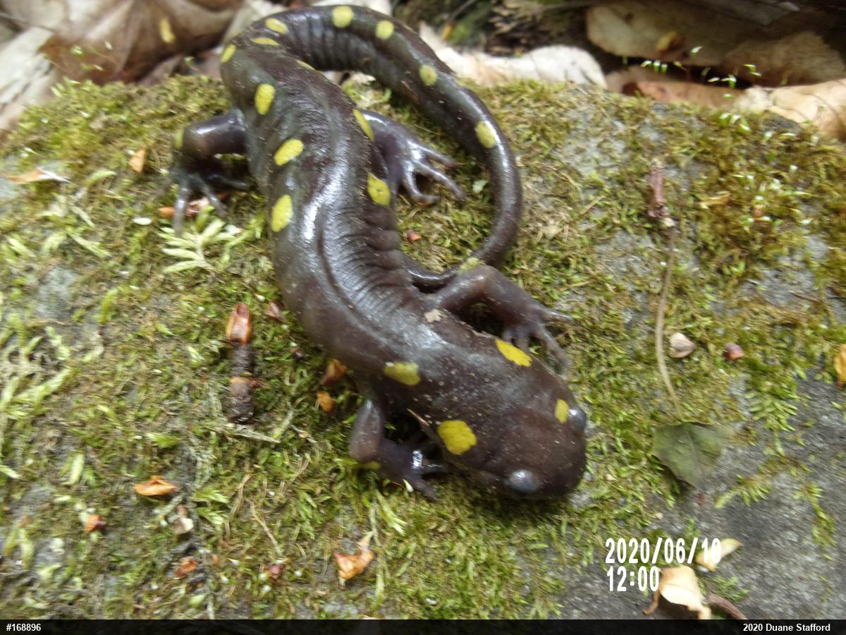 Spotted Salamander
