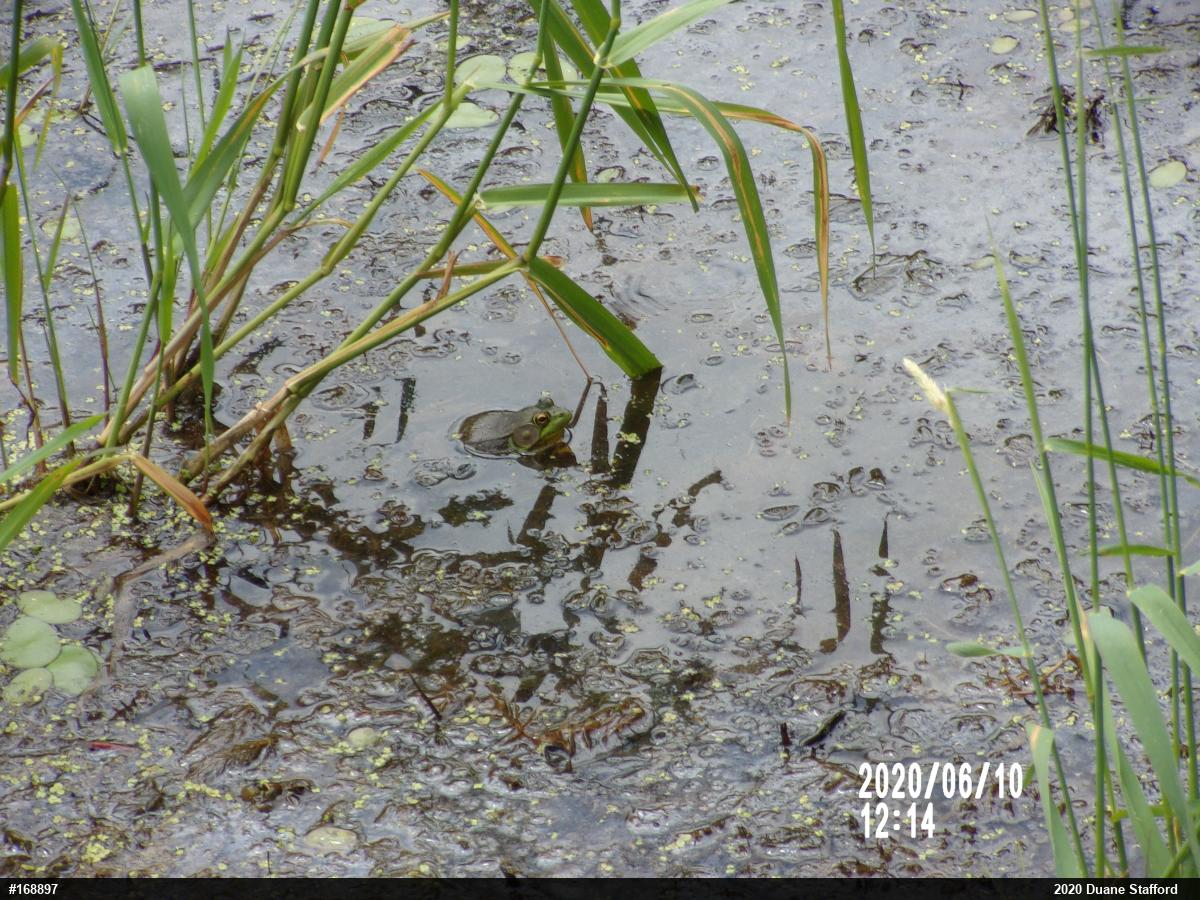 Green Frog