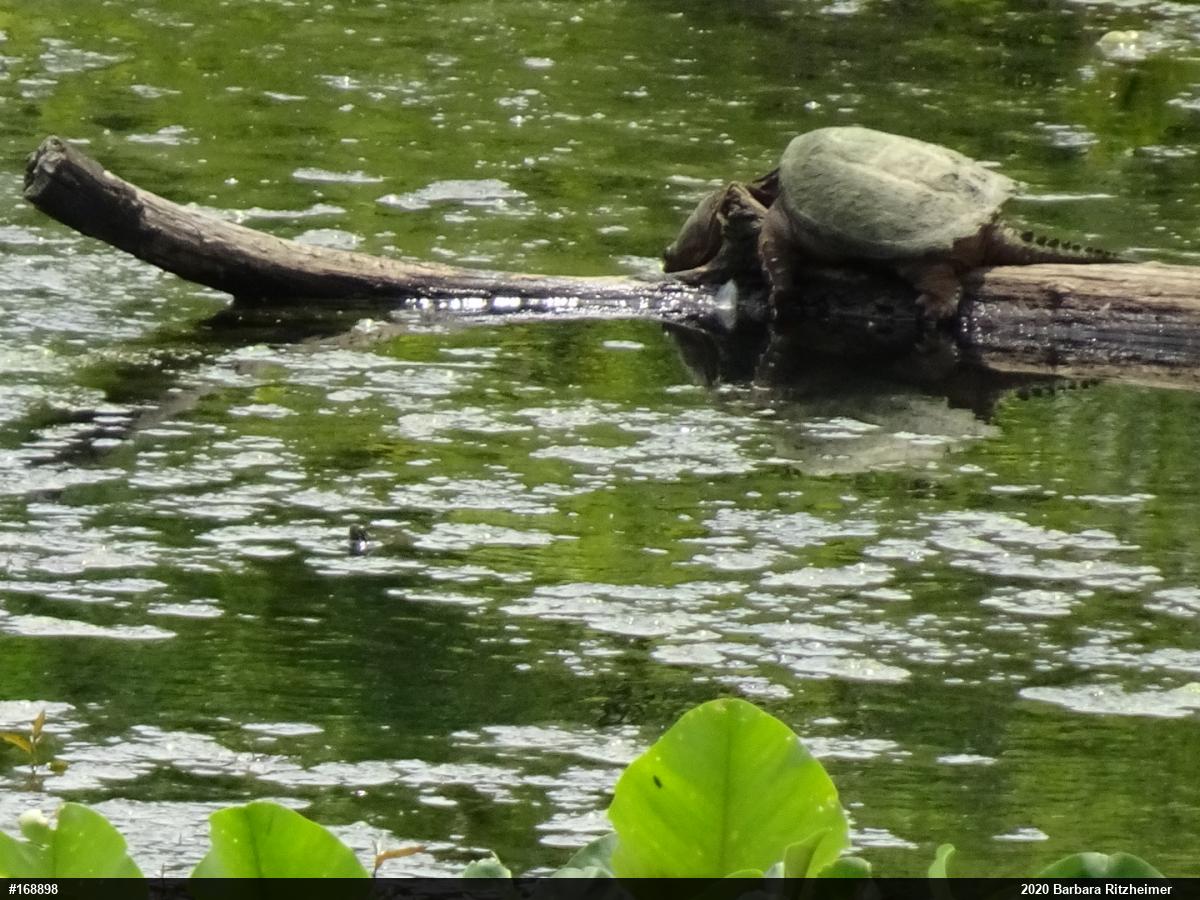 Snapping Turtle