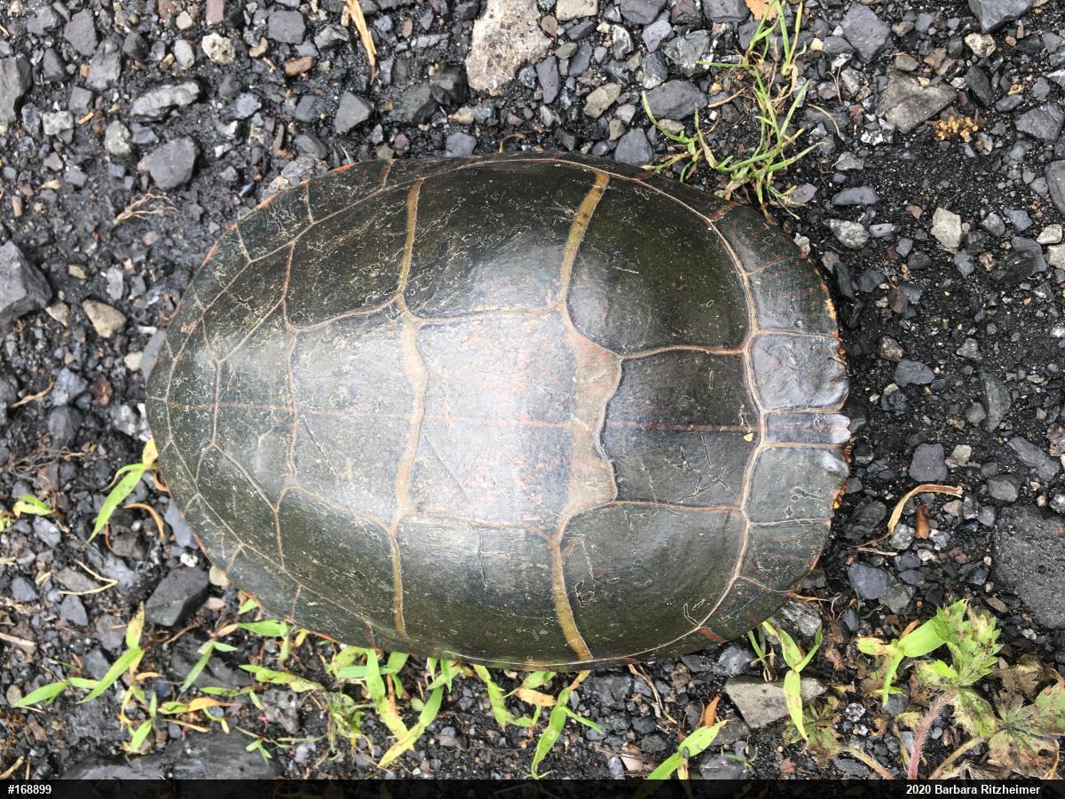 Eastern Painted Turtle