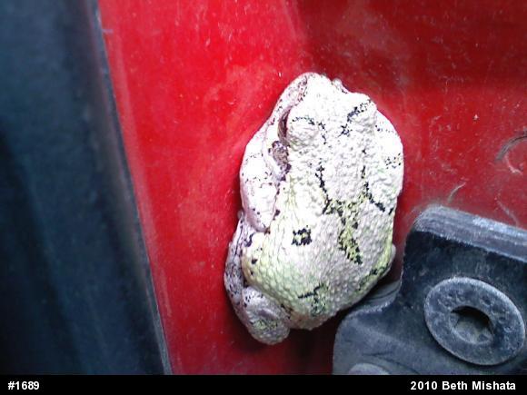 Gray Treefrog