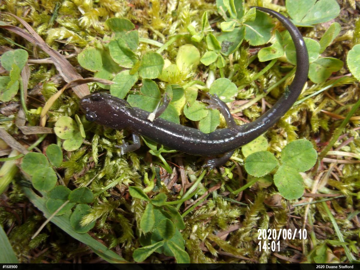 Wehrle's Salamander