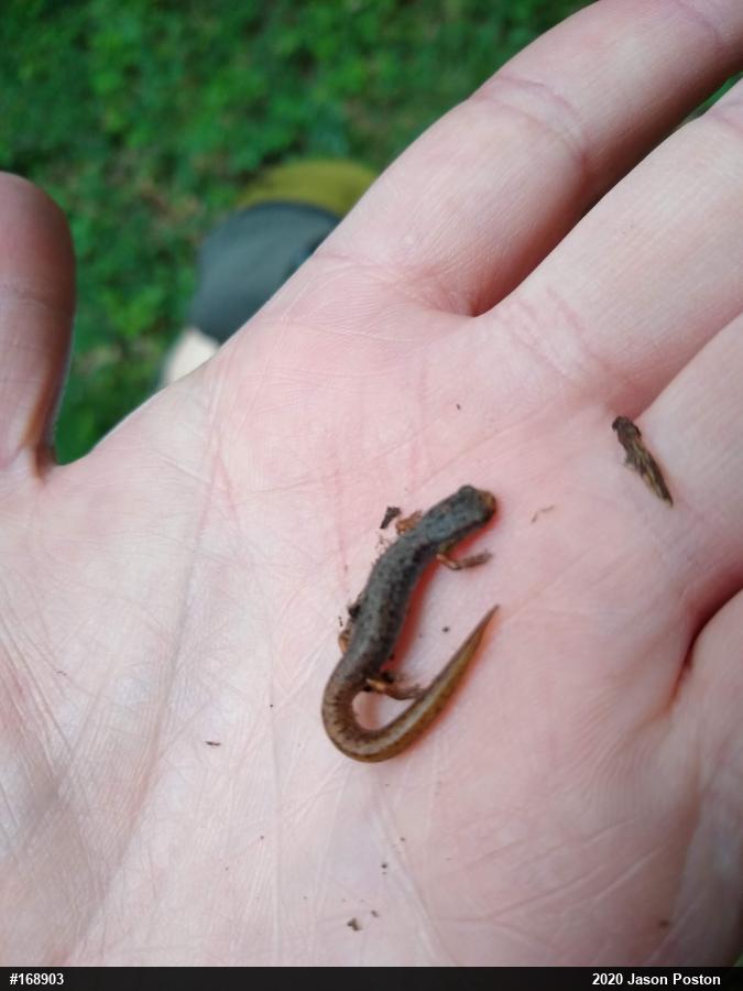 Four-toed Salamander