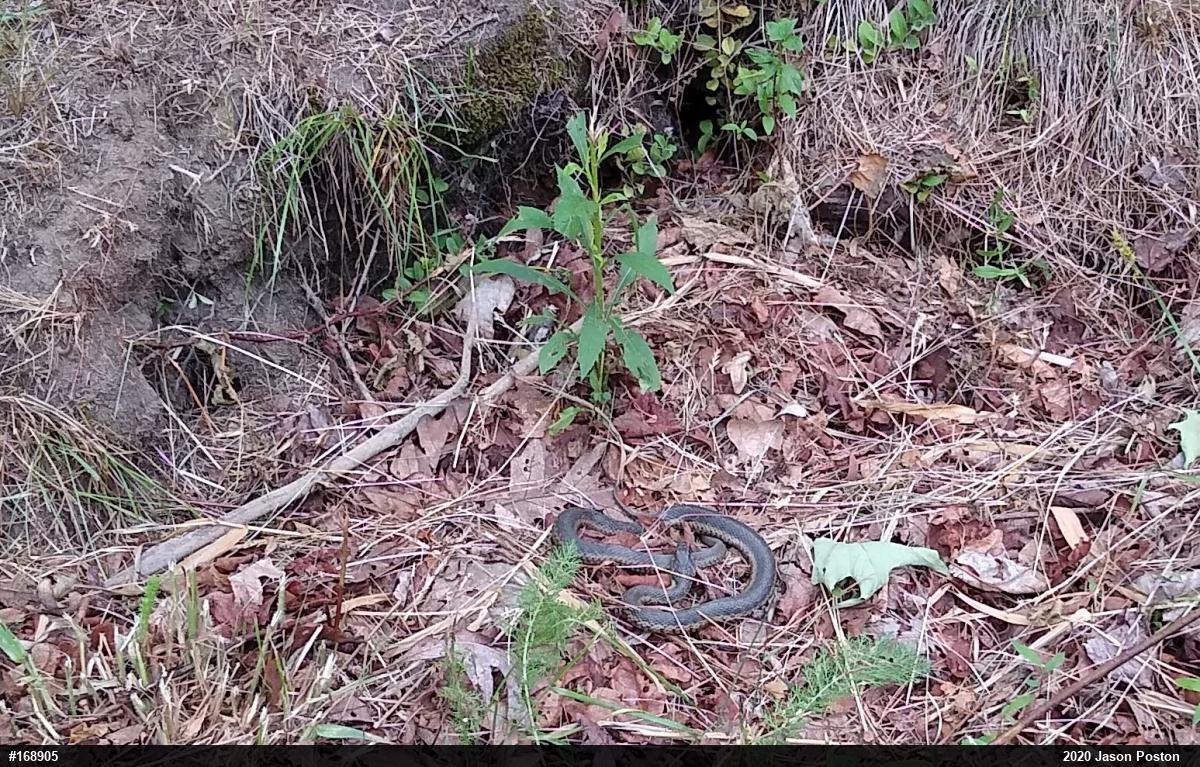 Eastern Gartersnake