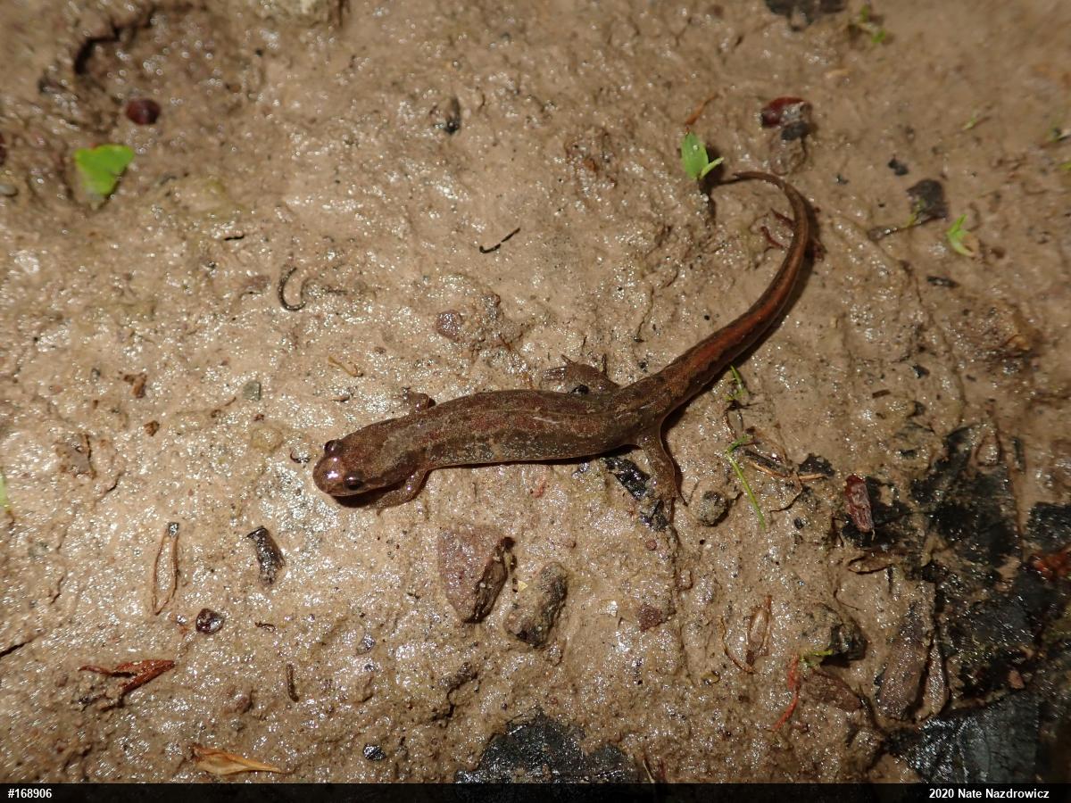 Northern Dusky Salamander
