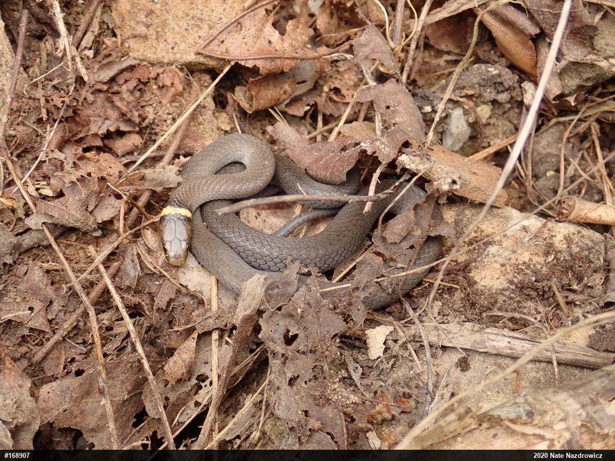 Northern Ring-necked Snake